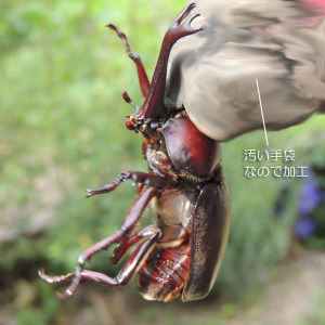 成長途中のカブトムシ